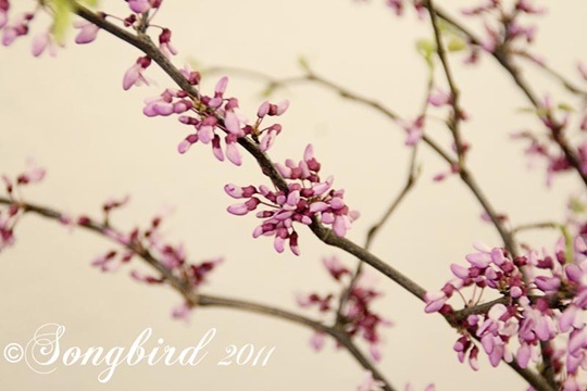 Blosom Branches 1