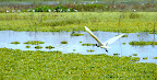 AUS Ibis coming into land.jpg