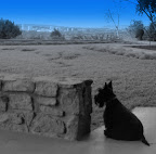 SAF Scottie on watch.jpg
