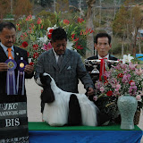 Life Choices Tokuyama Dog Show