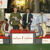 Life Choices - Phil Siberian Husky Dog Show