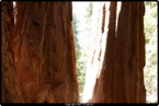 sequoia hikes