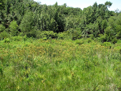 View of the bog