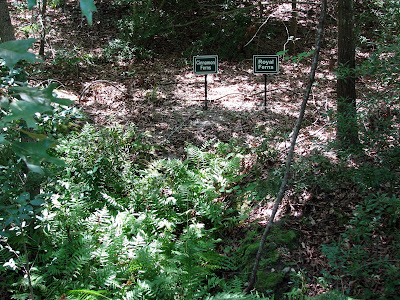 Cinnamon and Royal Ferns
