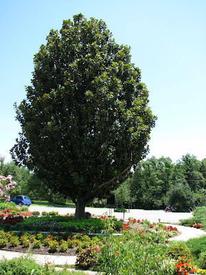 Huge Magnolia Tree