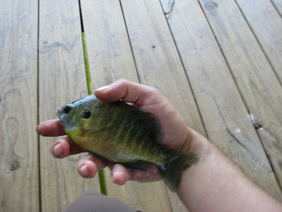 About a dozen this size