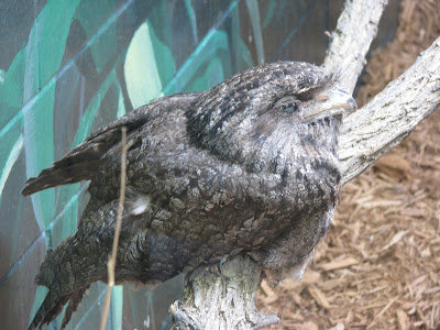 Tawny Frogmouth