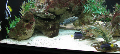 Marine Aquarium