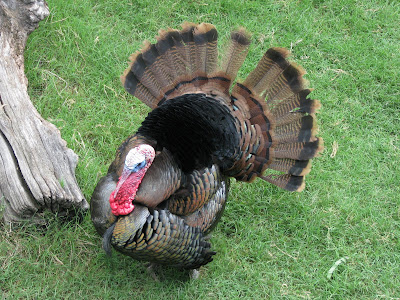 Turkey