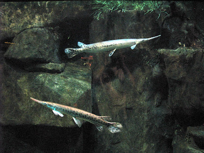 Longnose Gar