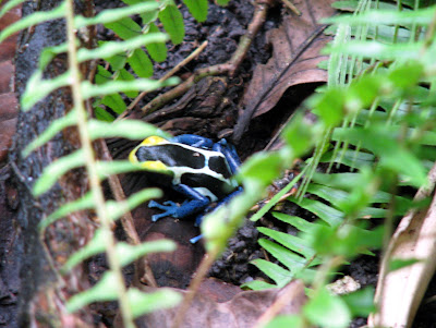 Tulsa Zoo Poison Arrow Frogs Poison Arrow Frogs