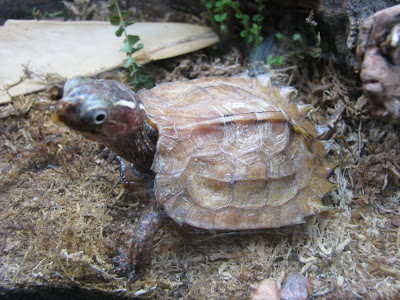 Baby Black-breasted Leaf Turtle