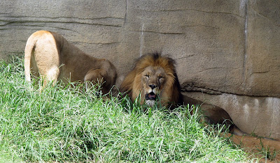 Lions