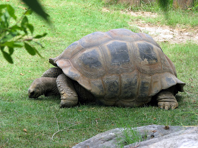 Galapagos Tortoise