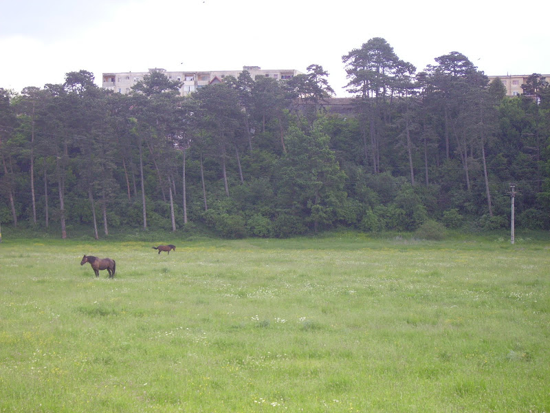 PICT0948.JPG