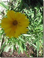 Flores