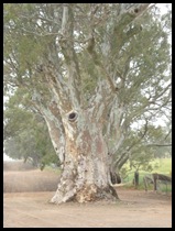 Streaky Bay to Adelaide 109