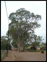Streaky Bay to Adelaide 108