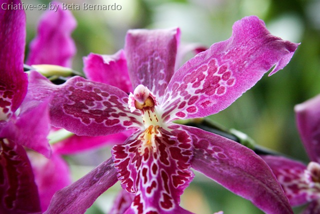 [orquidea 2 menor.jpg]