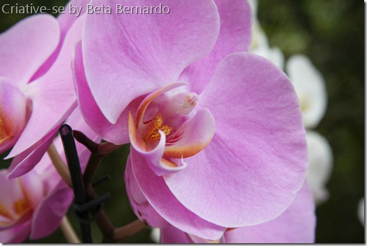 orquidea (1 of 2) orquidea (1 of 2)