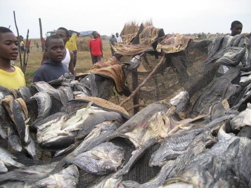 Fish Market