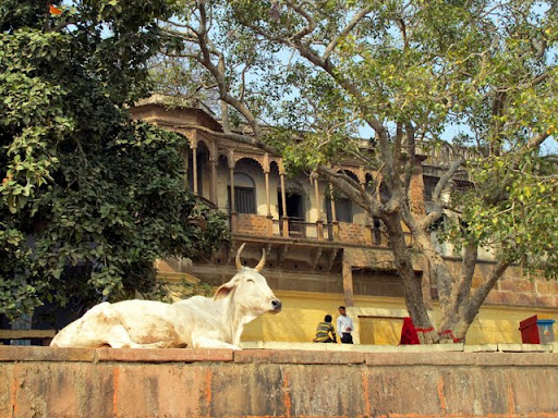 Дели-Агра-Варанаси-Мумбай-Гоа (февраль 2010)