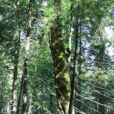 karpaty_2009 513.jpg