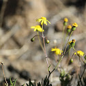 Fireweed
