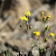 Fireweed