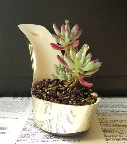 [Plantera växten i en sko 1[4].jpg]