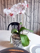 Hemma hos oss 003