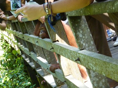 2010 Kina och Borneo 1092