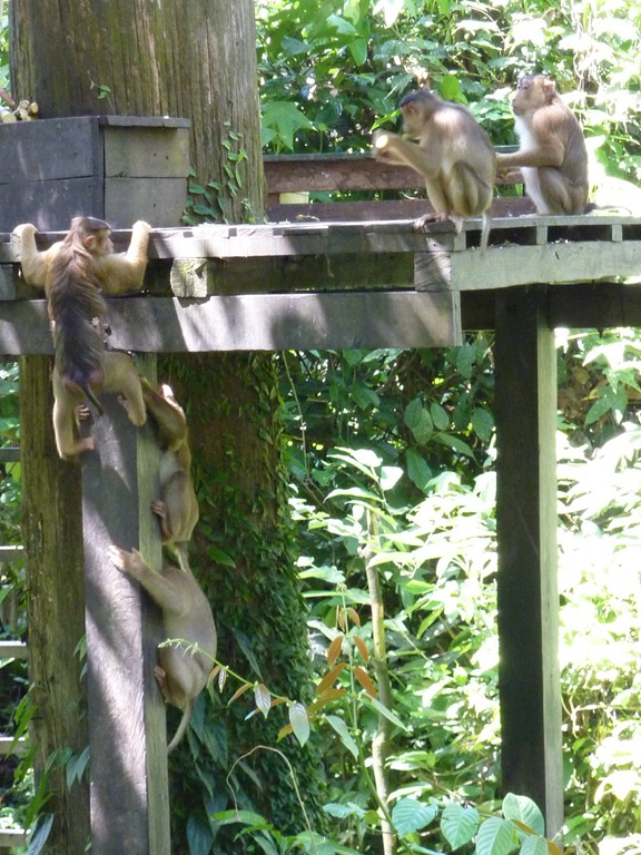 [2010-Kina-och-Borneo-10945.jpg]