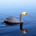 Weisser Schwan