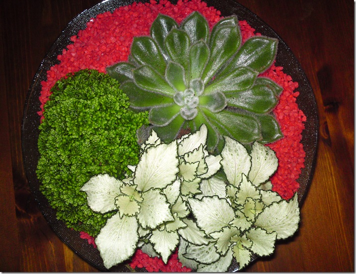 DSC00195