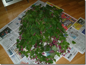 blodbegerampelen inne