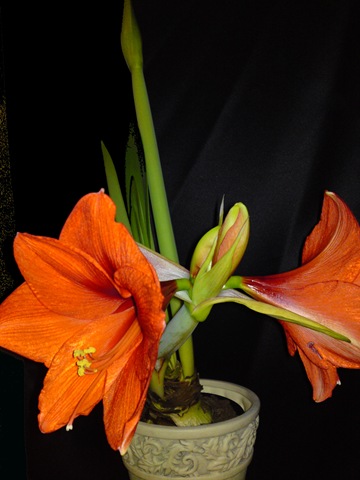[amaryllis[3].jpg]