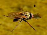 IMG_1270.JPG