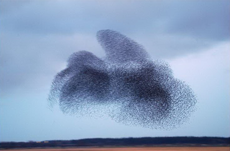 [starlings_formations_013.jpg]