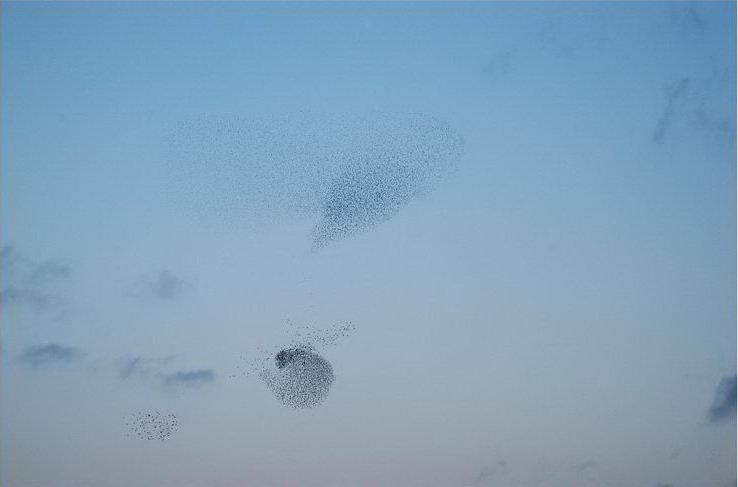 [starlings_formations_008.jpg]