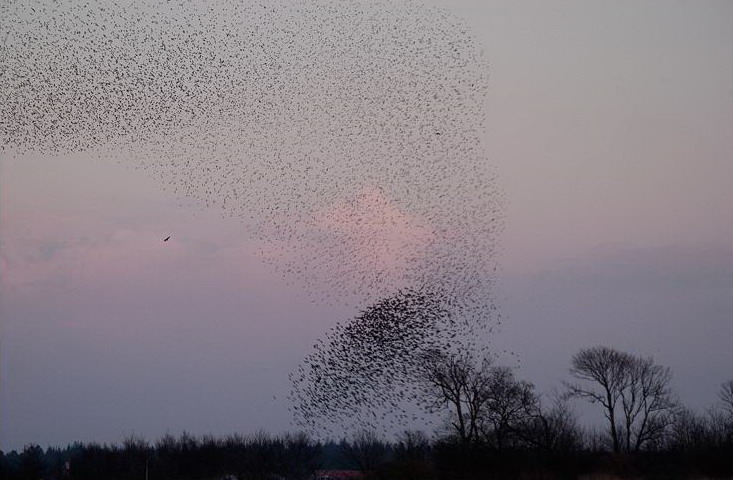 [starlings_formations_003.jpg]