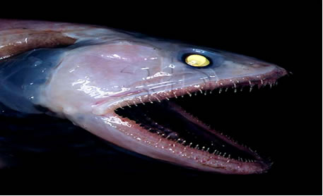 [deep-sea-lizardfish.jpg]