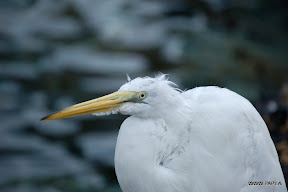 Great Egret