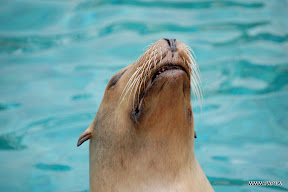 Seal