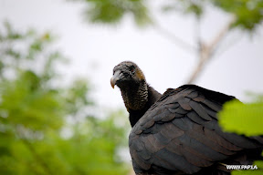 Black Vulture