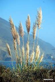 Dune foliage