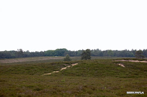 Moorland
