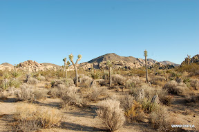 Joshua Tree National Park, CA, USA