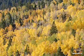 Trees in the Fall