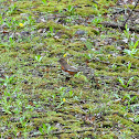 Eastern Towhee